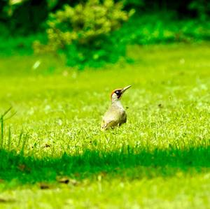 Eurasian Green Woodpecker