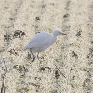 Cattle Egret