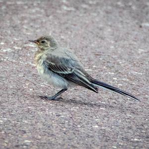 White Wagtail