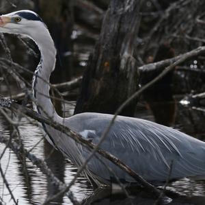 Grey Heron