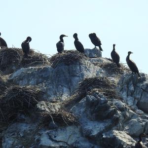 Brandt's Cormorant