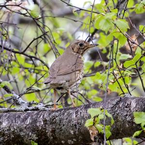 Mistle Thrush