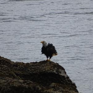 Weißkopfseeadler