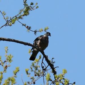 Common Wood-pigeon