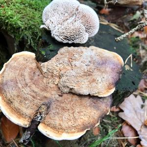 Thick-maze Oak polypore