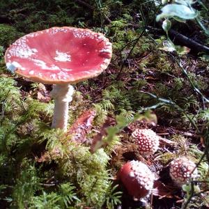 Fly Agaric