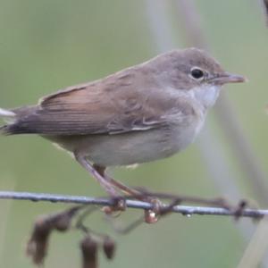 Eurasian Reed-warbler