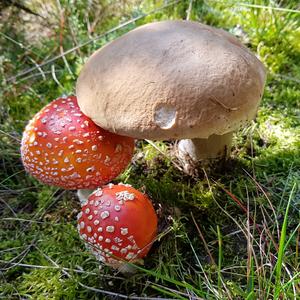 Fly Agaric