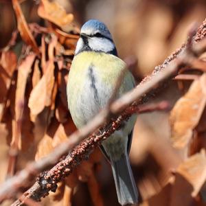 Blue Tit