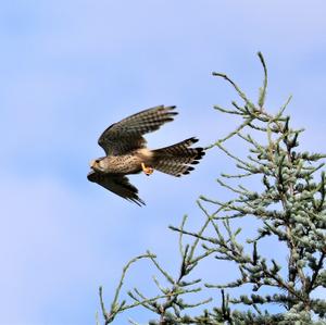 Common Kestrel