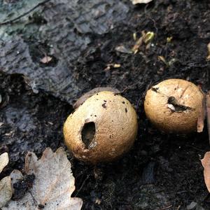 Stump Puffball