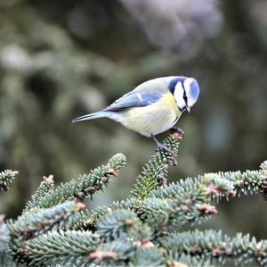 Blue Tit