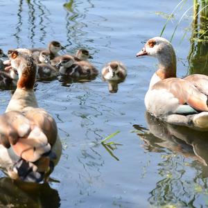 Egyptian Goose