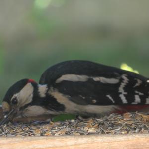 Great Spotted Woodpecker