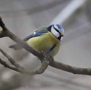 Blue Tit