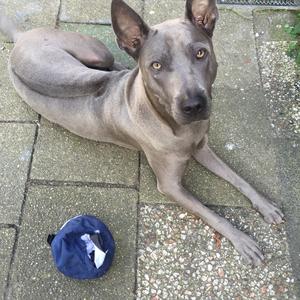 Thai Ridgeback