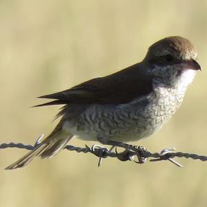 Red-backed Shrike