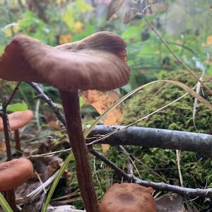 Amethyst Deceiver