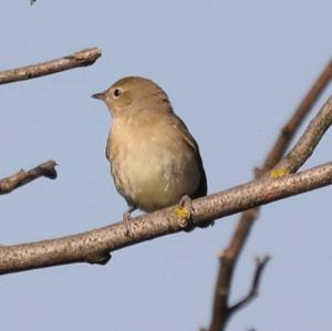 Garden Warbler