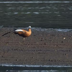 Ruddy Shelduck