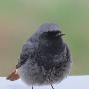 Black Redstart