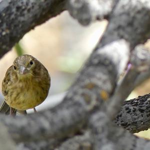 European Serin