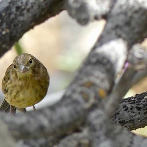 European Serin