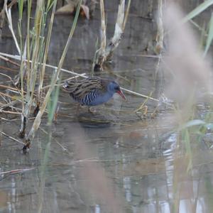 Water Rail