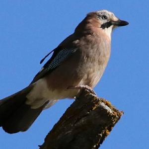 Eurasian Jay