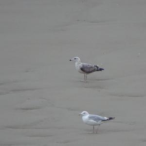 Herring Gull