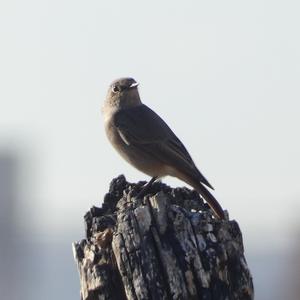 Black Redstart