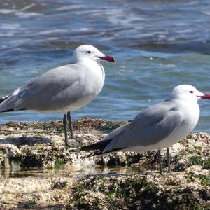 Audouin's Gull