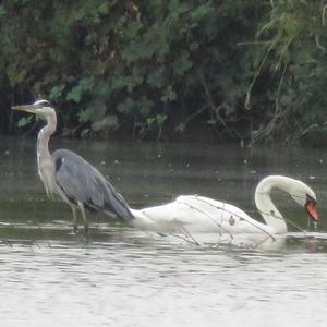 Grey Heron