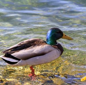 Mallard