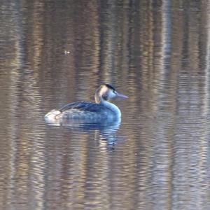 Great Crested Grebe