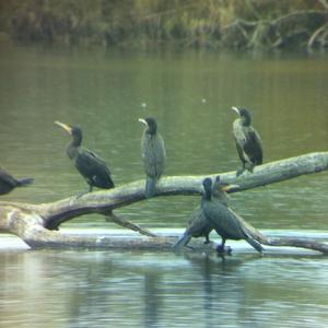 Great Cormorant