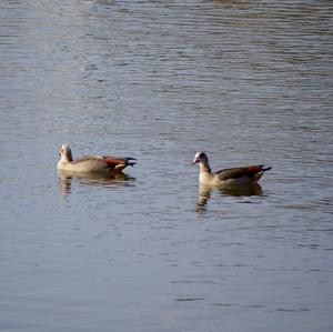 Nilgans