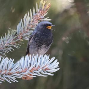 Black Redstart