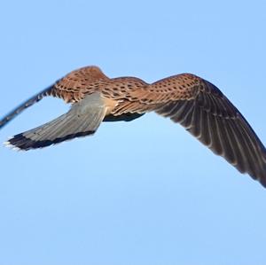 Common Kestrel