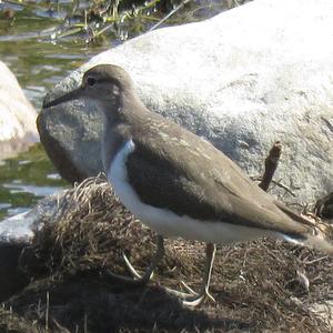 Common Sandpiper