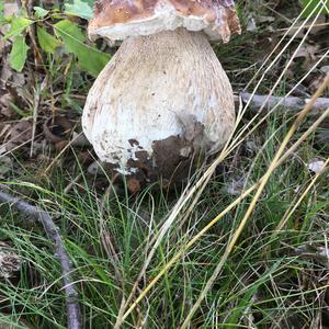 Summer Bolete