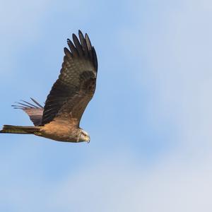 Black Kite