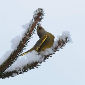 European Greenfinch