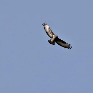 Common Buzzard