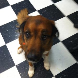 Unknown Breed