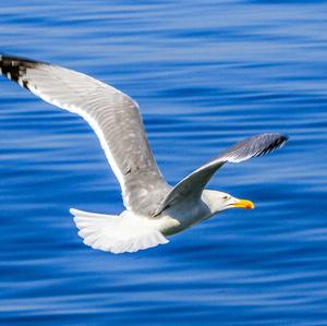 Yellow-legged Gull