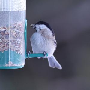 Marsh Tit