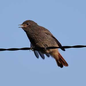 Black Redstart