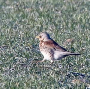 Fieldfare