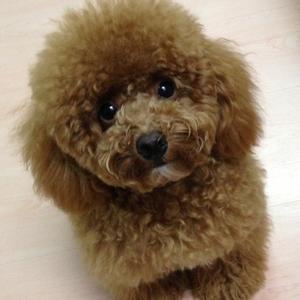 Poodle (Toy)